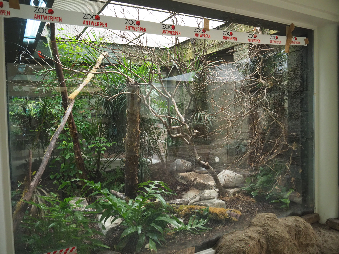 Brazilian tanager aviary, 2020-09-20