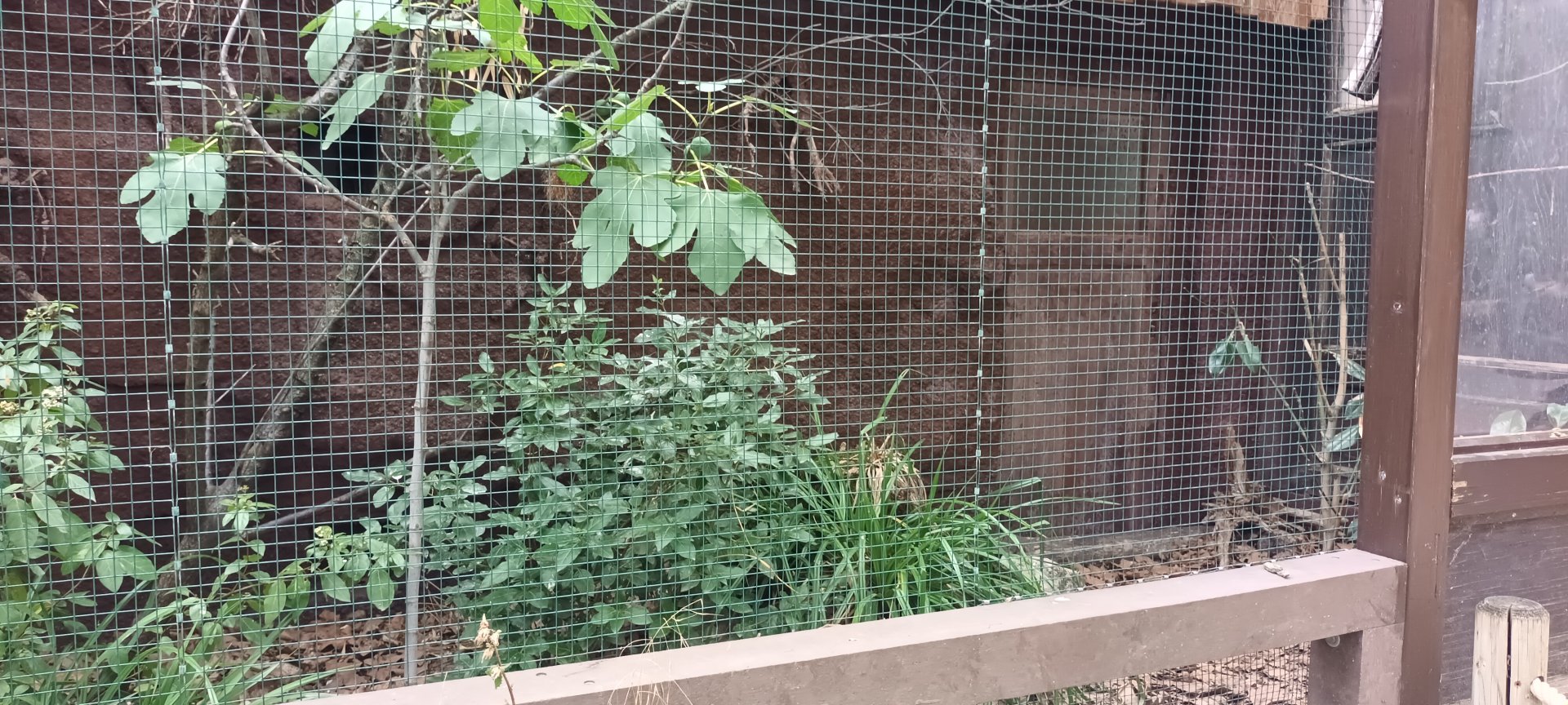 Brazilian Tanager Aviary