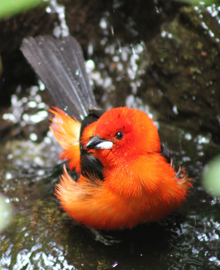 Brazilian tanager - bathing