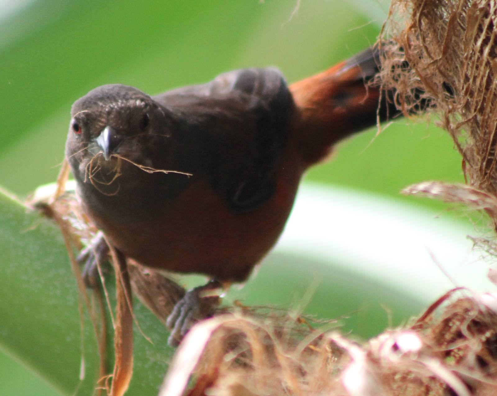 Brazilian tanager female