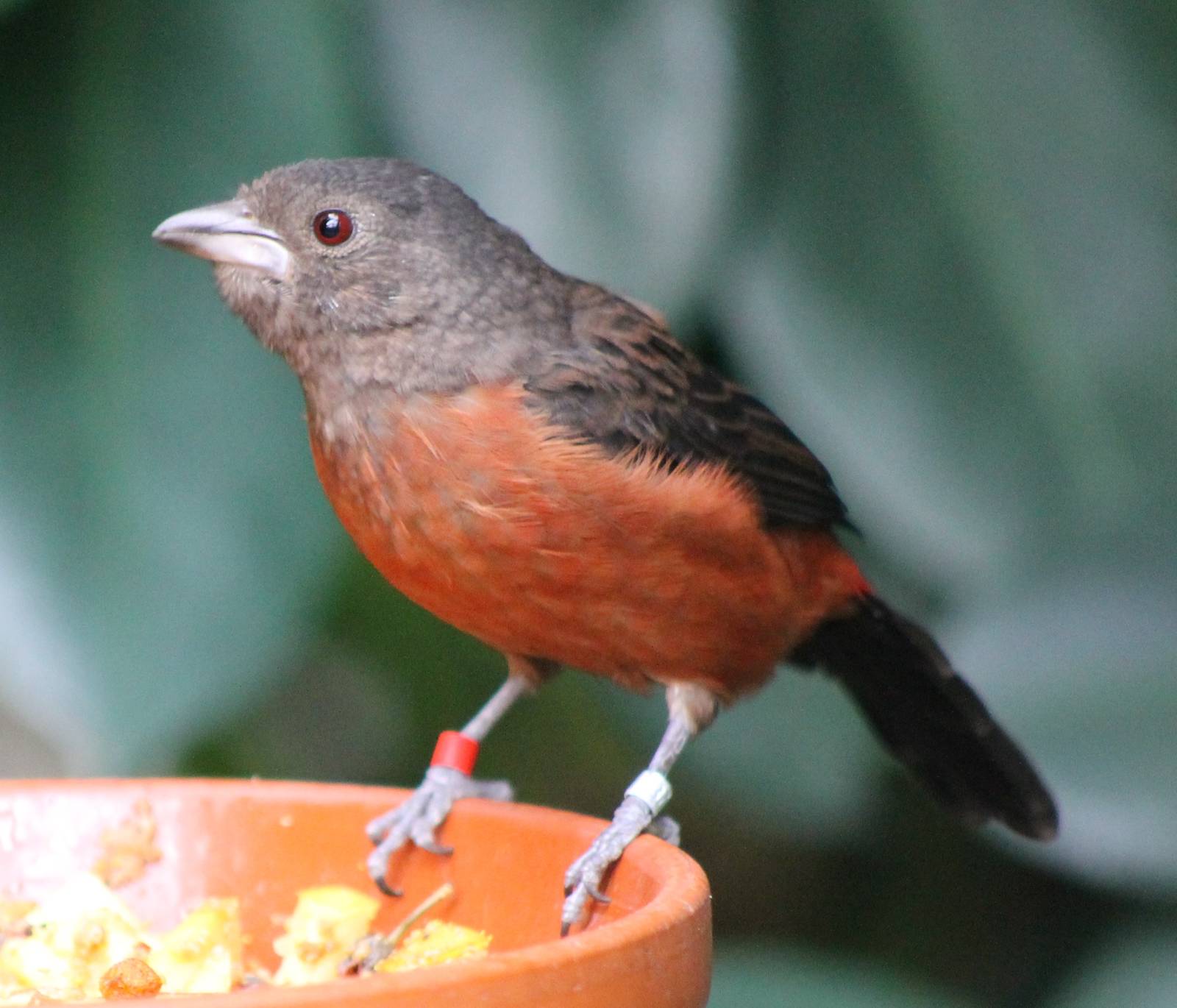 Brazilian tanager female