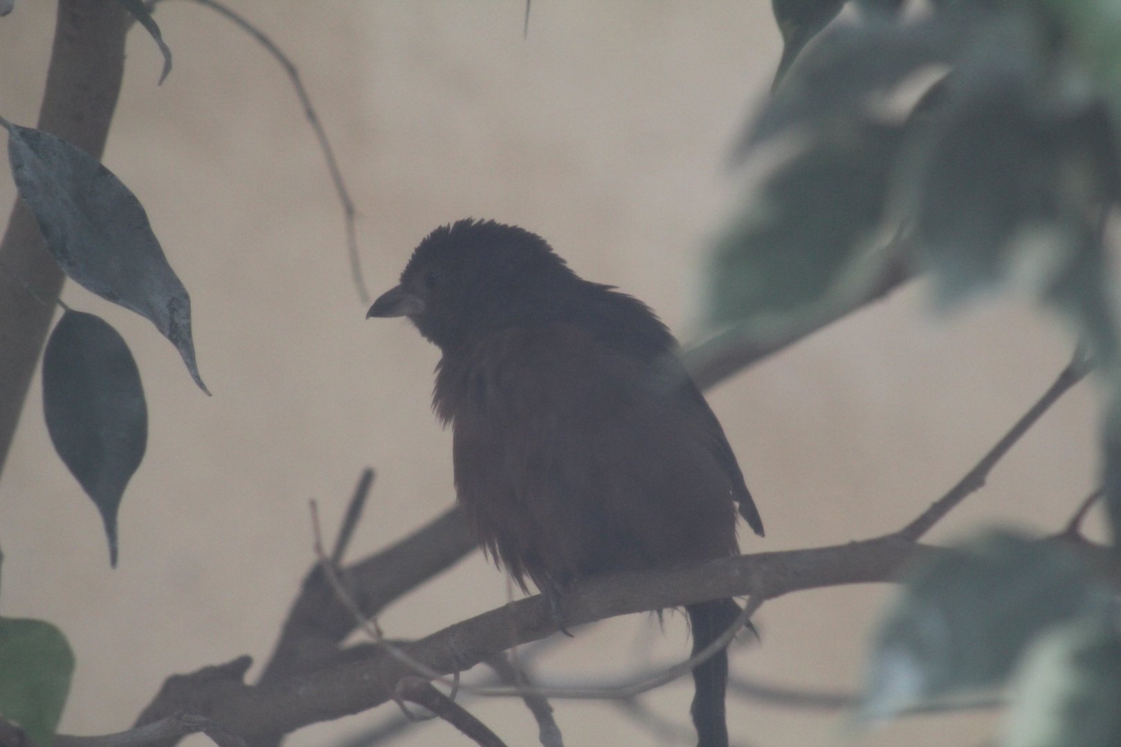 Brazilian Tanager female