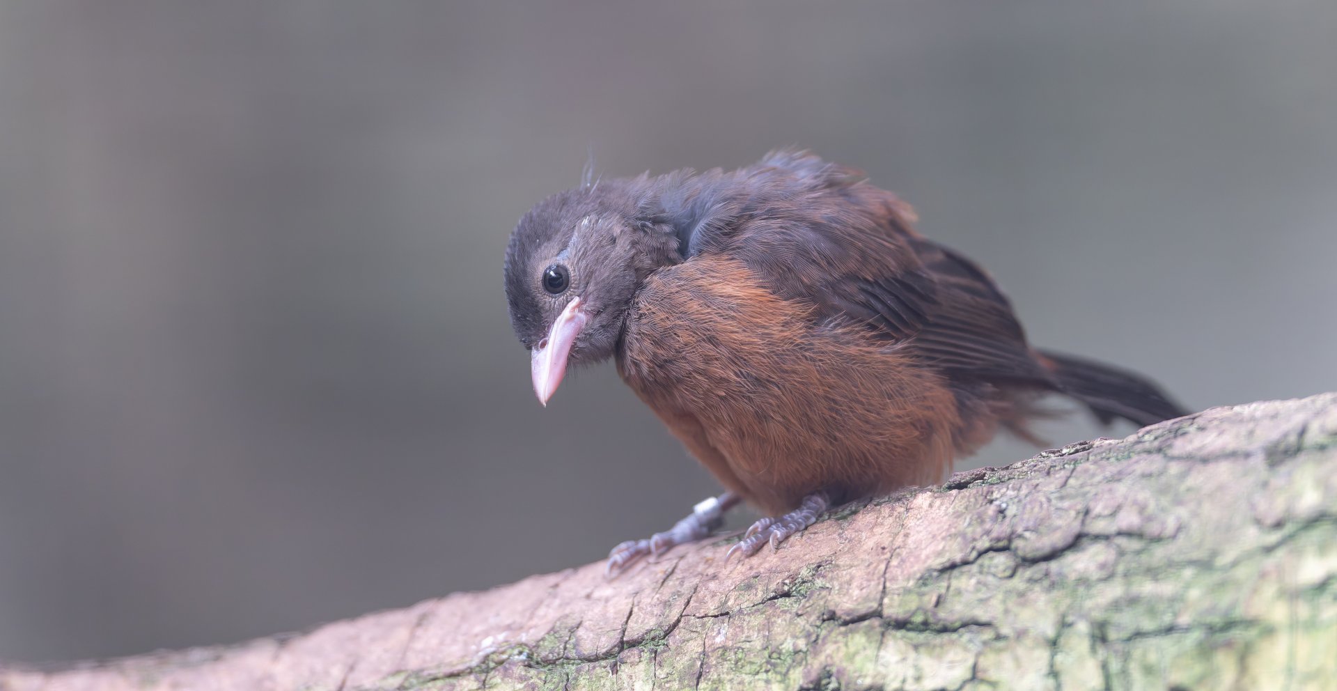 Brazilian Tanager, Juvenile, Chester, UK