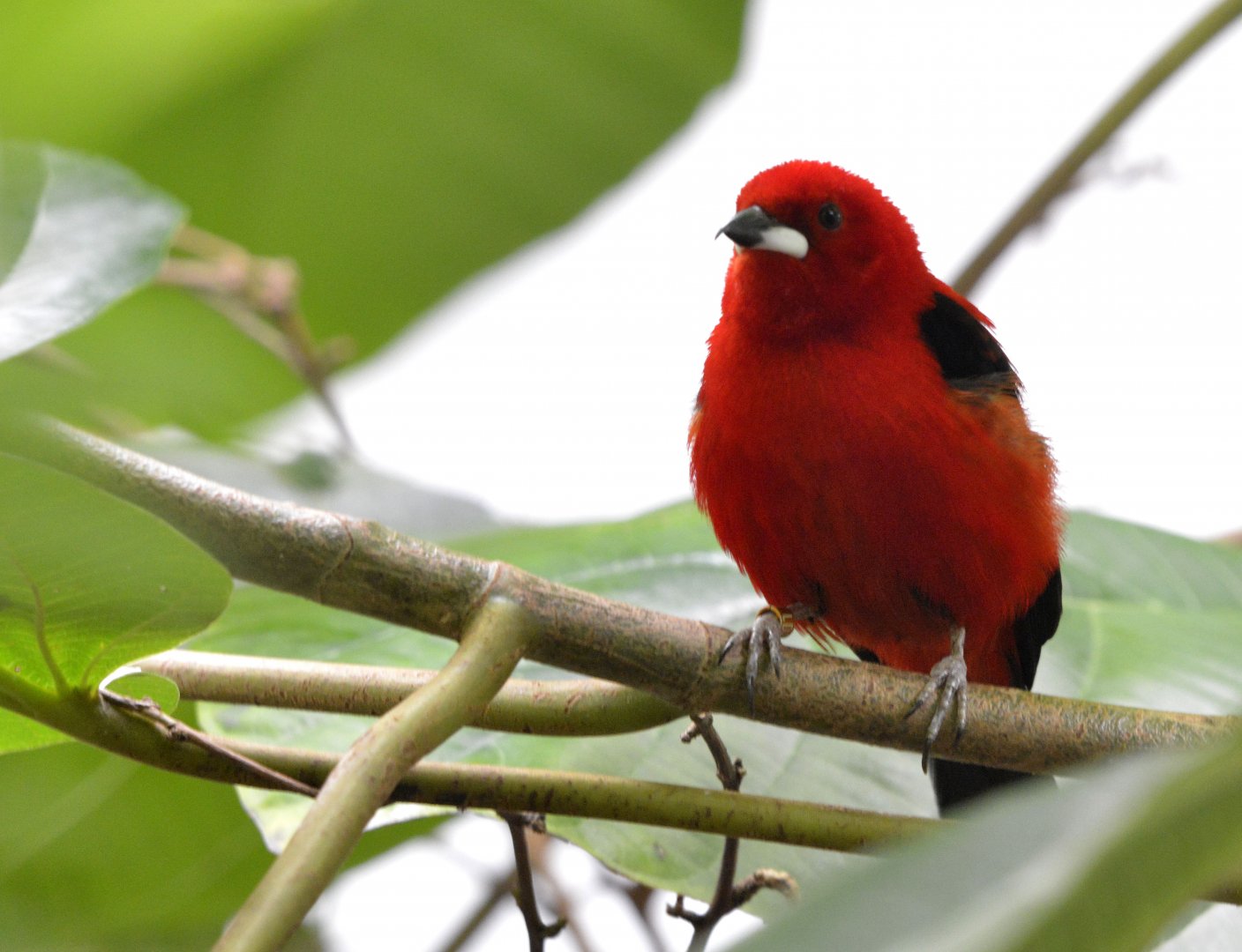 Brazilian Tanager London zoo 25 07 2020