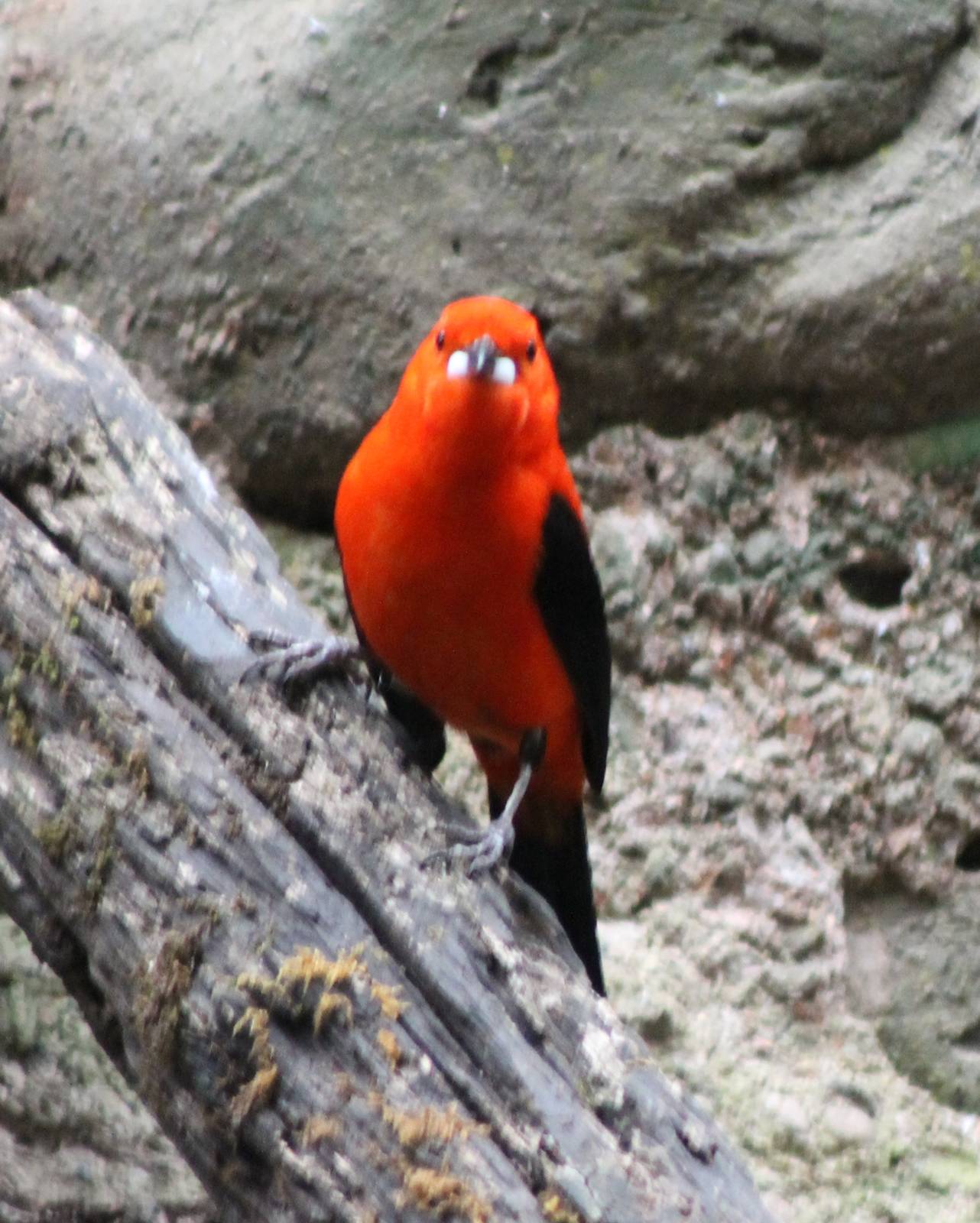 Brazilian tanager male