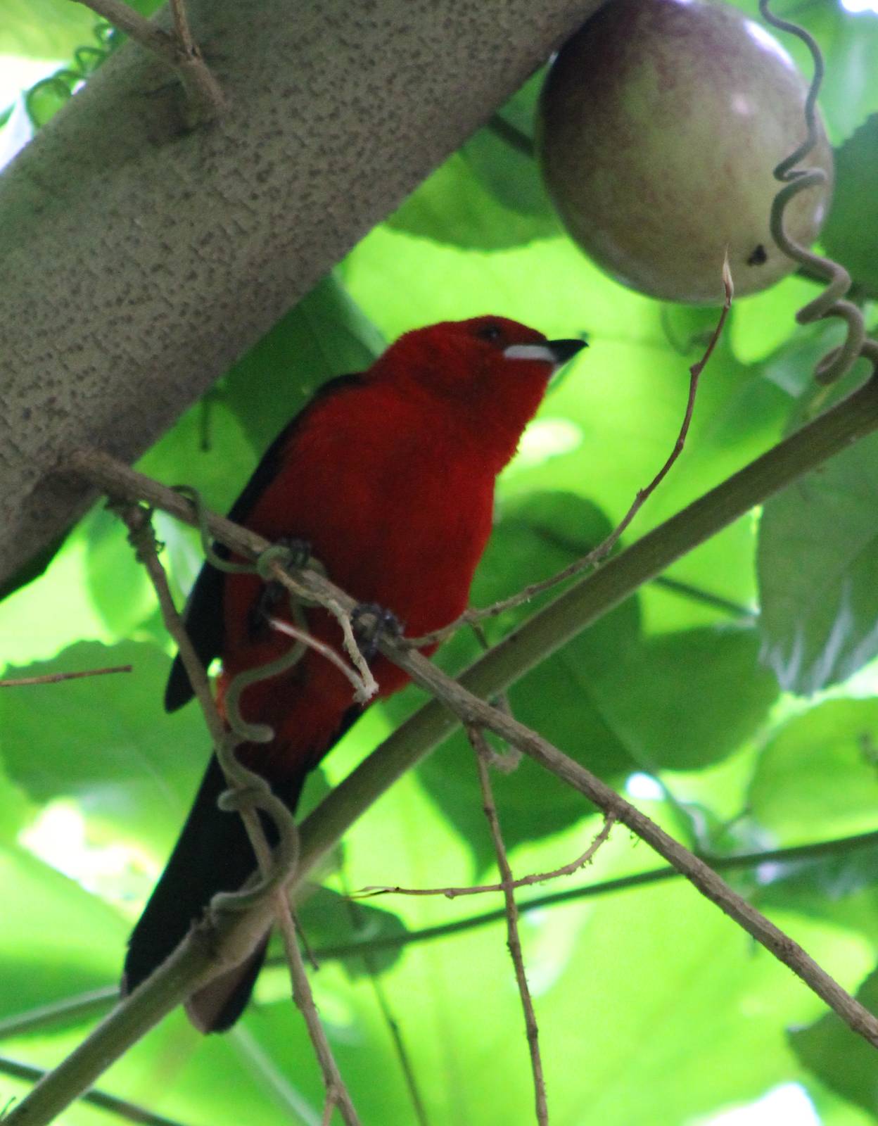 Brazilian tanager male