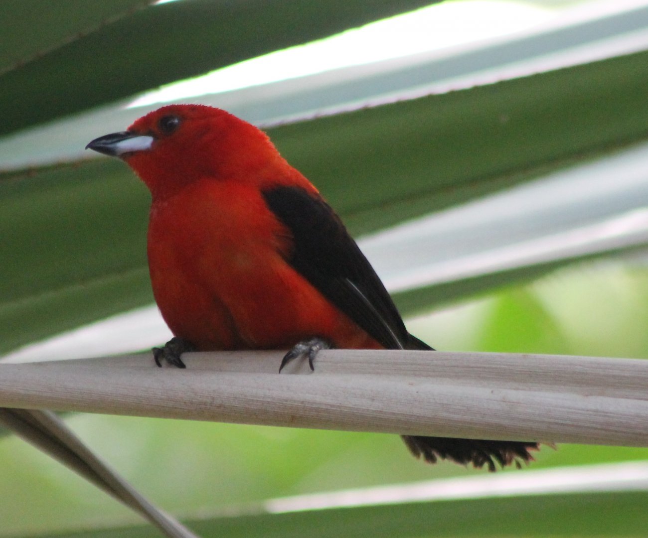 Brazilian tanager - male