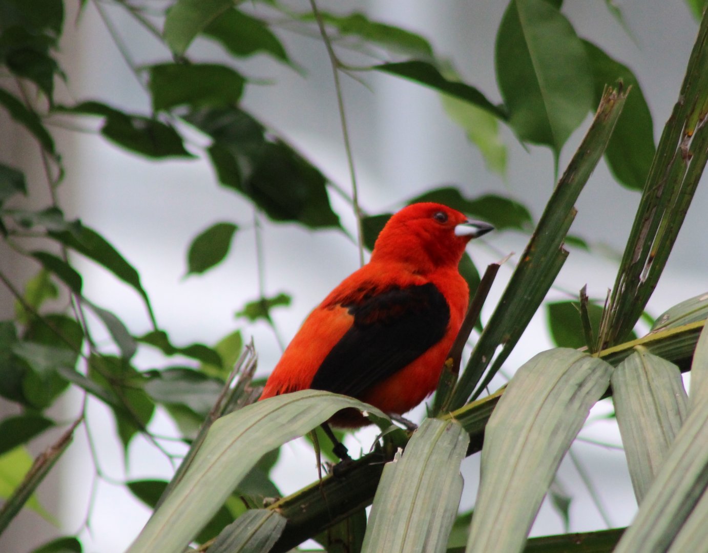 Brazilian tanager - male