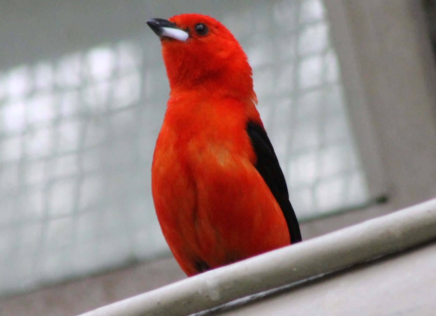 Brazilian tanager - male