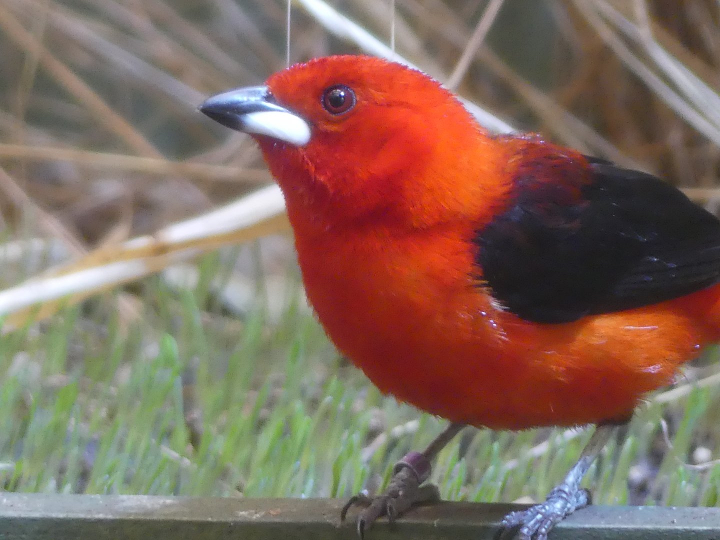 Brazilian Tanager (male)