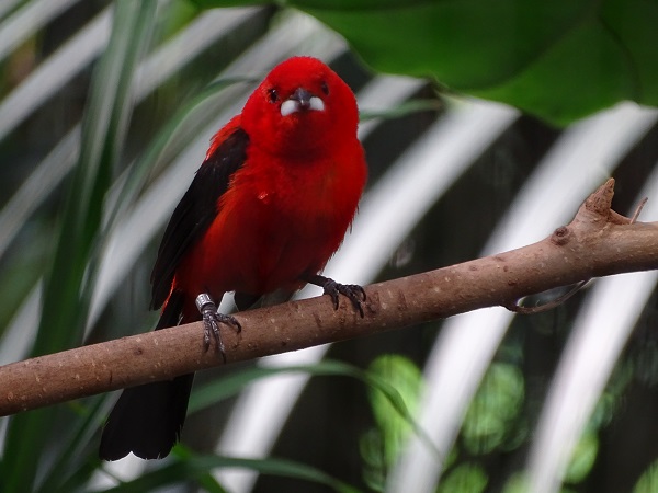 Brazilian tanager (Ramphocelus bresilia) (07/22)
