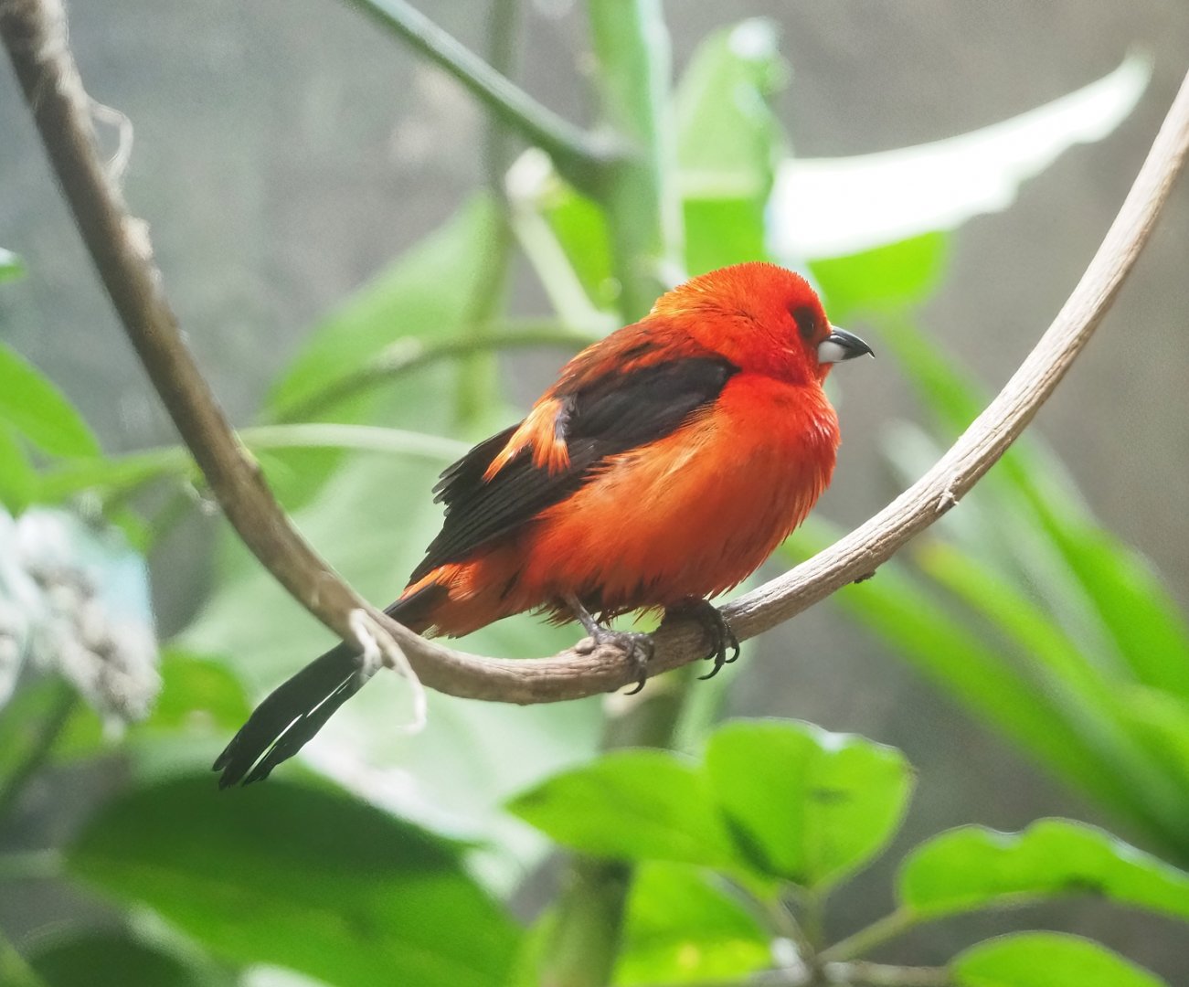 Brazilian tanager (Ramphocelus bresilia), 2023-04-08