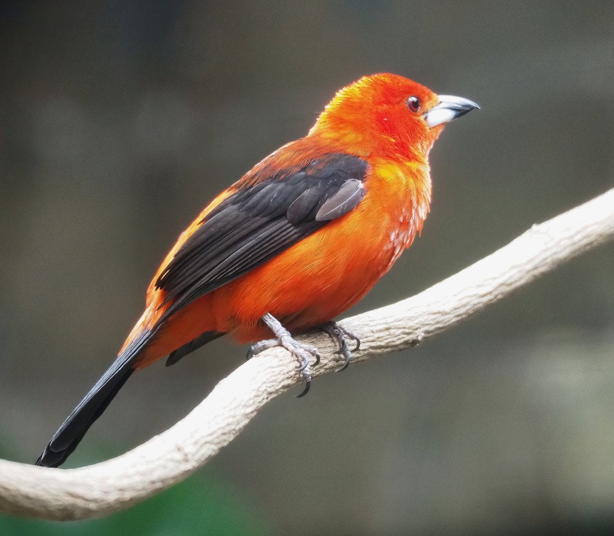 Brazilian tanager (Ramphocelus bresilia), 2023-07-22