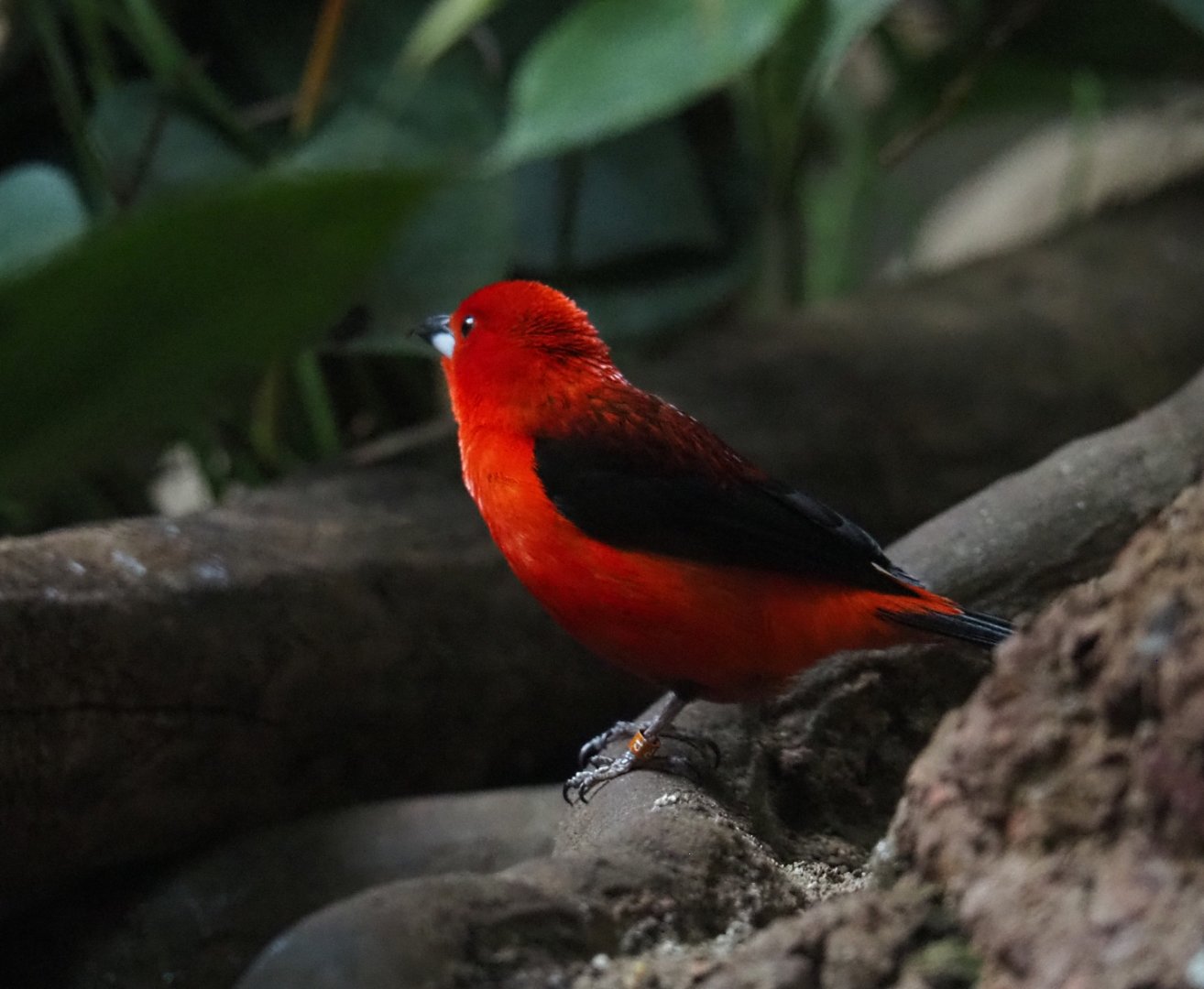 Brazilian tanager (Ramphocelus bresilia), Feb 27th, 2019