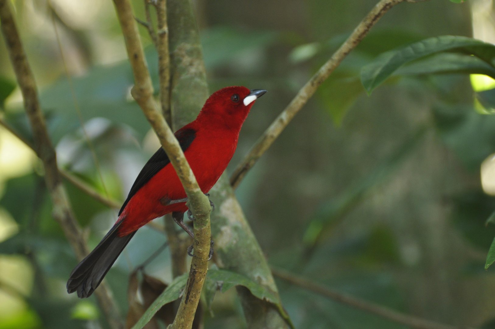 Brazilian Tanager (Ramphocelus bresilia)