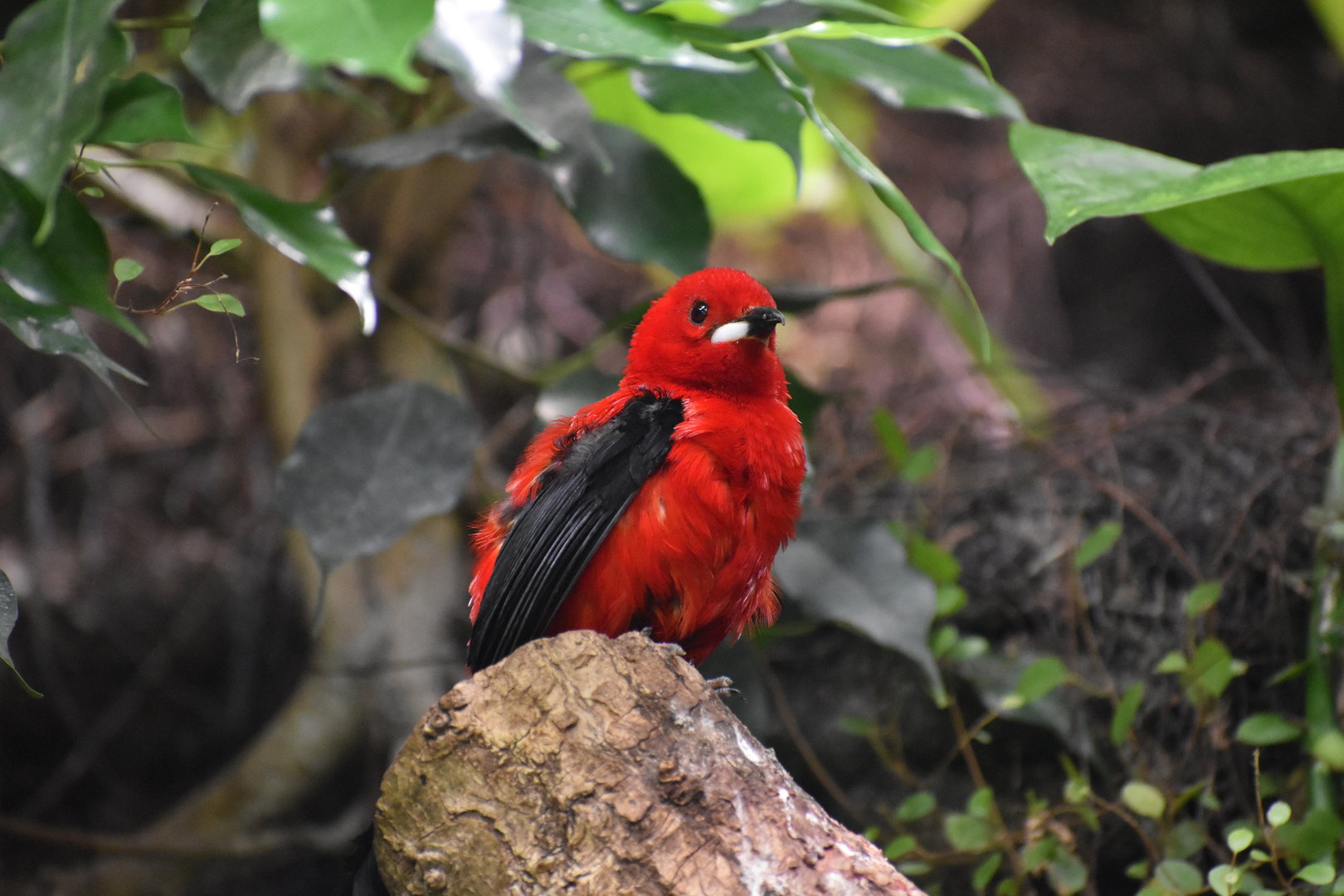Brazilian Tanager - Ramphocelus bresilia