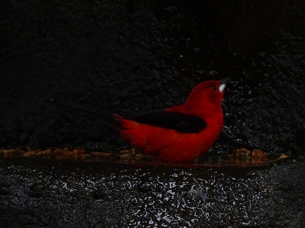 Brazilian tanager (Ramphocelus bresilia)