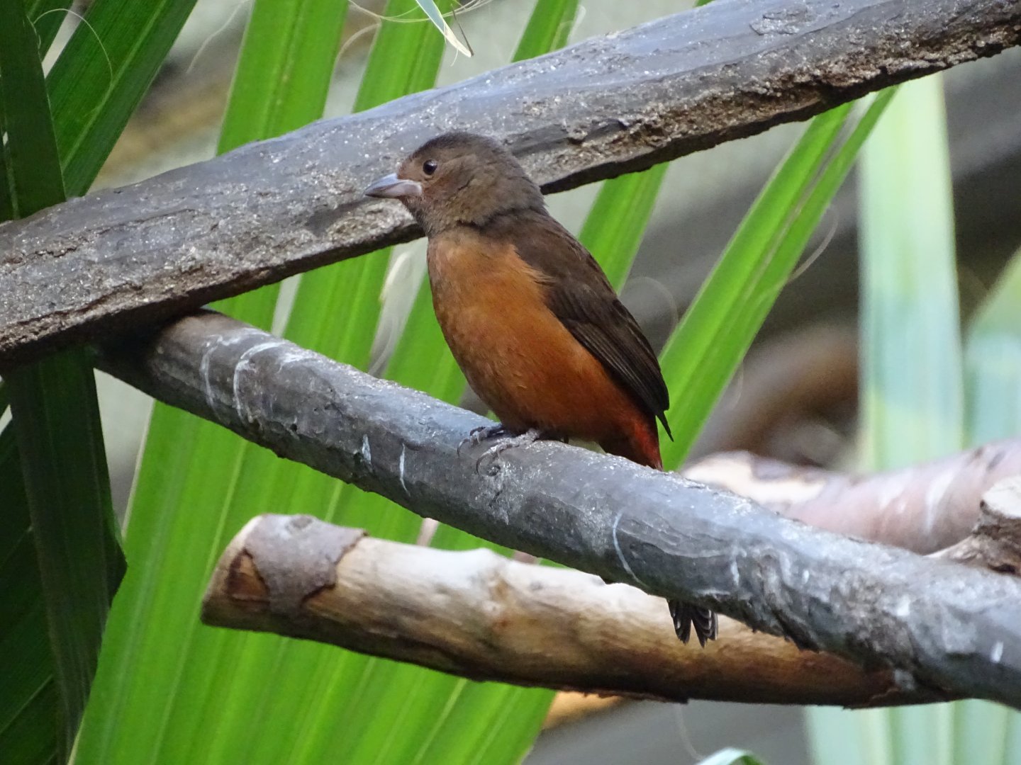 Brazilian tanager (Ramphocelus bresilia)