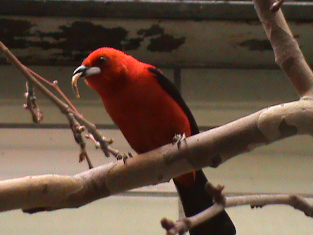 brazilian tanager (Ramphocelus bresilius) 050910