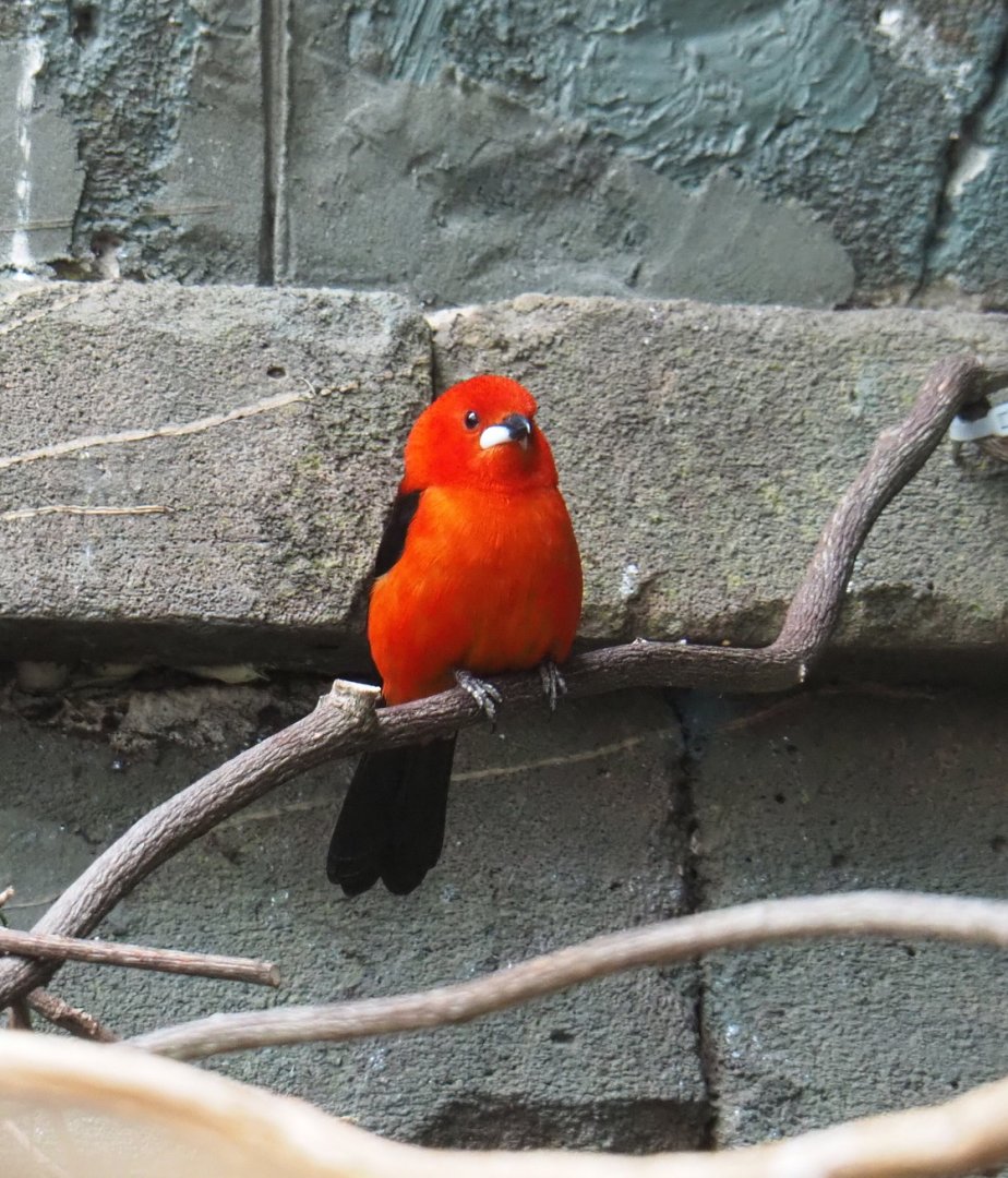 Brazilian tanager (Ramphocelus bresilius), 2021-06-12