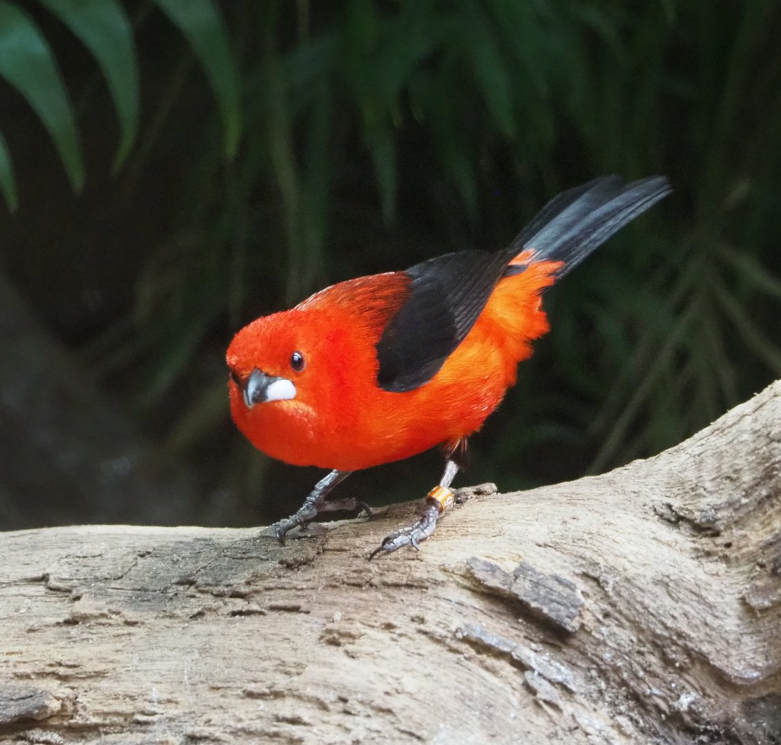 Brazilian tanager (Ramphocelus bresilius), 2021-06-12