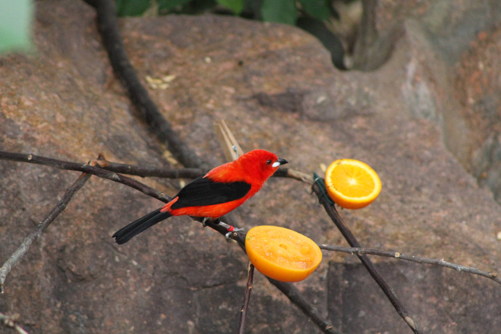 Brazilian Tanager (Ramphocelus bresilius)