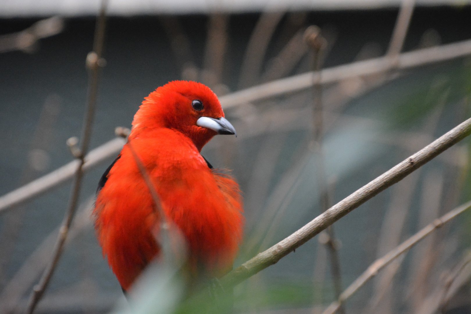 Brazilian tanager (Ramphocelus bresilius)