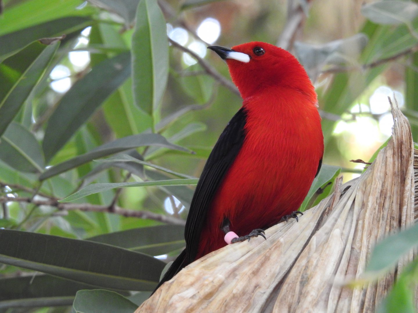 Brazilian Tanager (Ramphocelus bresilius)