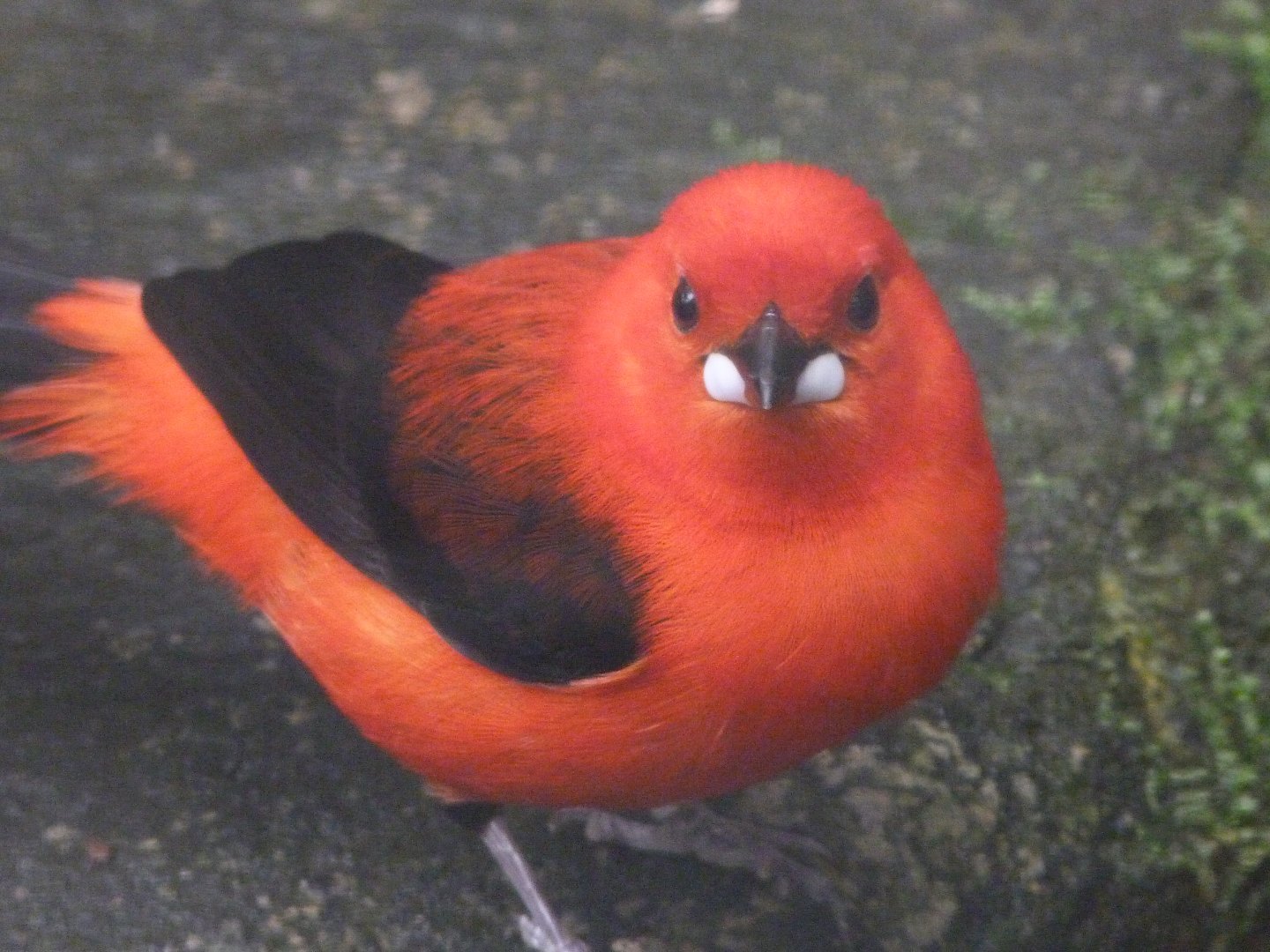 Brazilian tanager -ZooParc de Beauval (2025)
