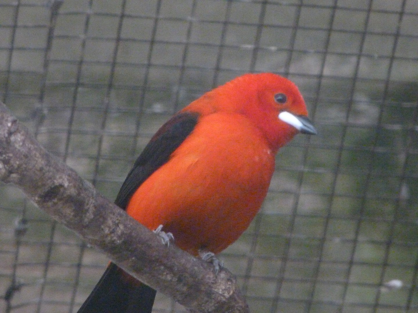 Brazilian tanager -ZooParc de Beauval (2025)