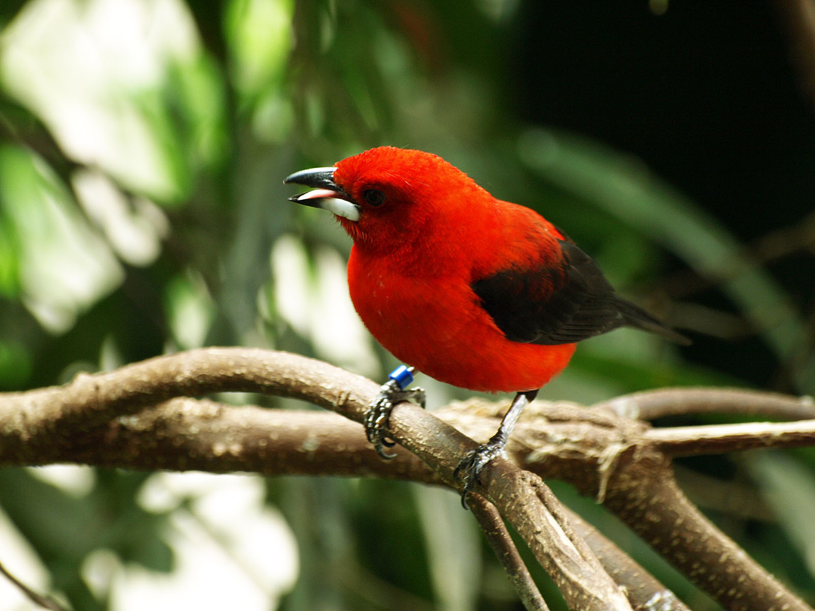 Brazilian tanager