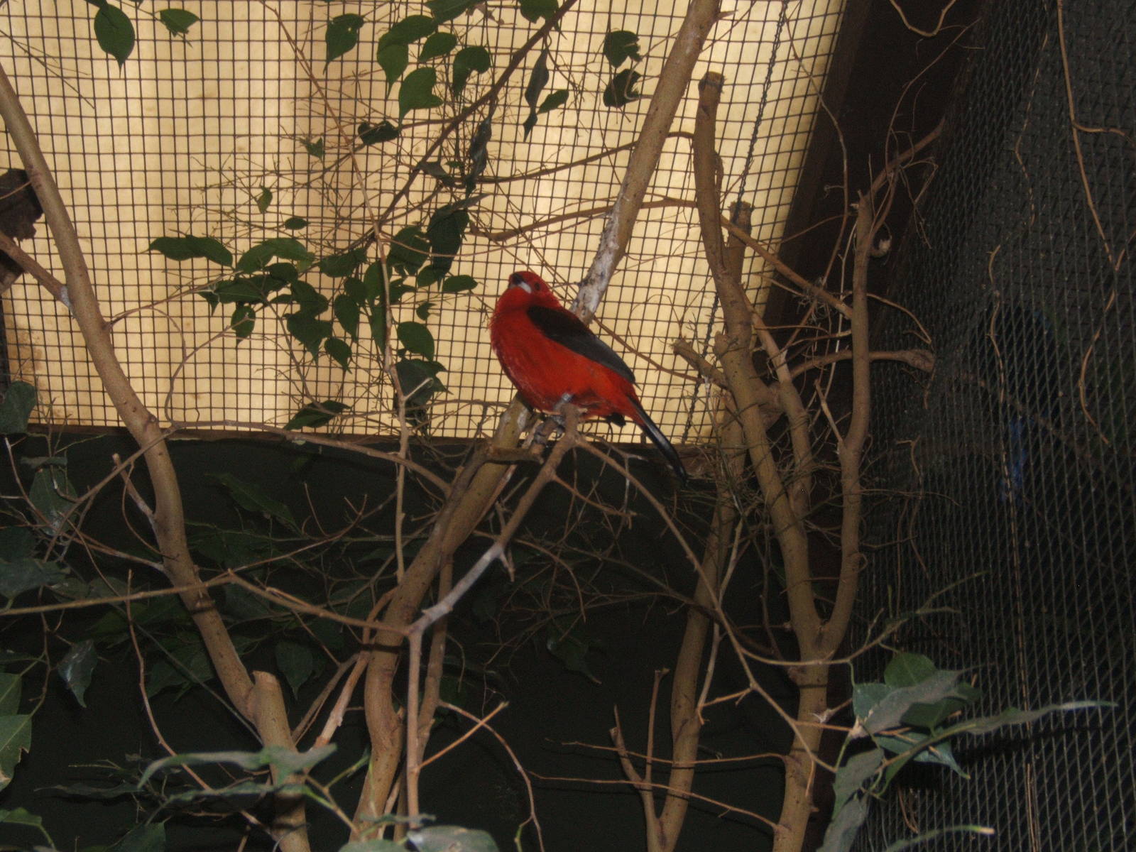Brazilian Tanager