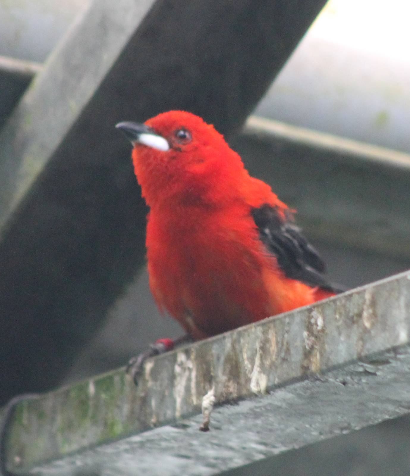 Brazilian tanager