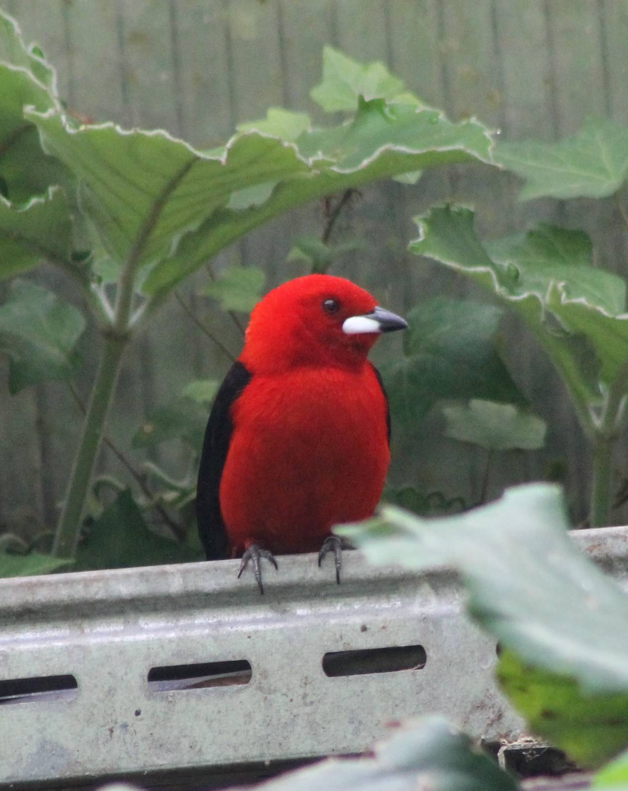 Brazilian tanager
