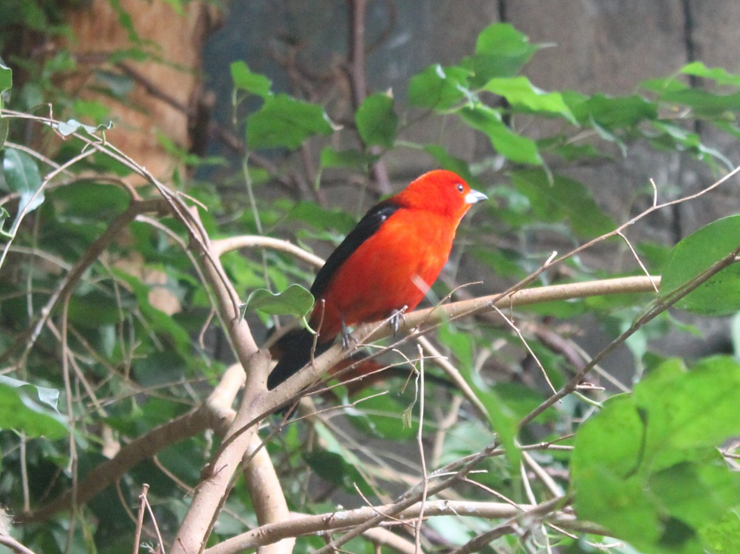 Brazilian tanager