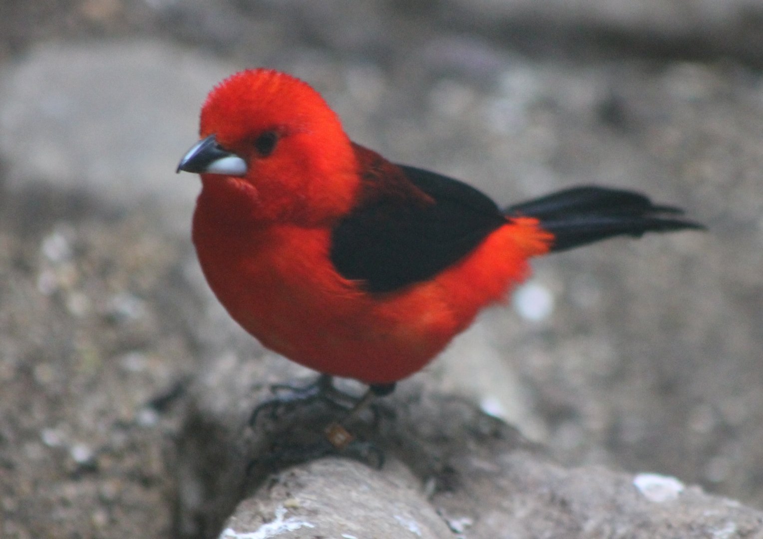 Brazilian tanager