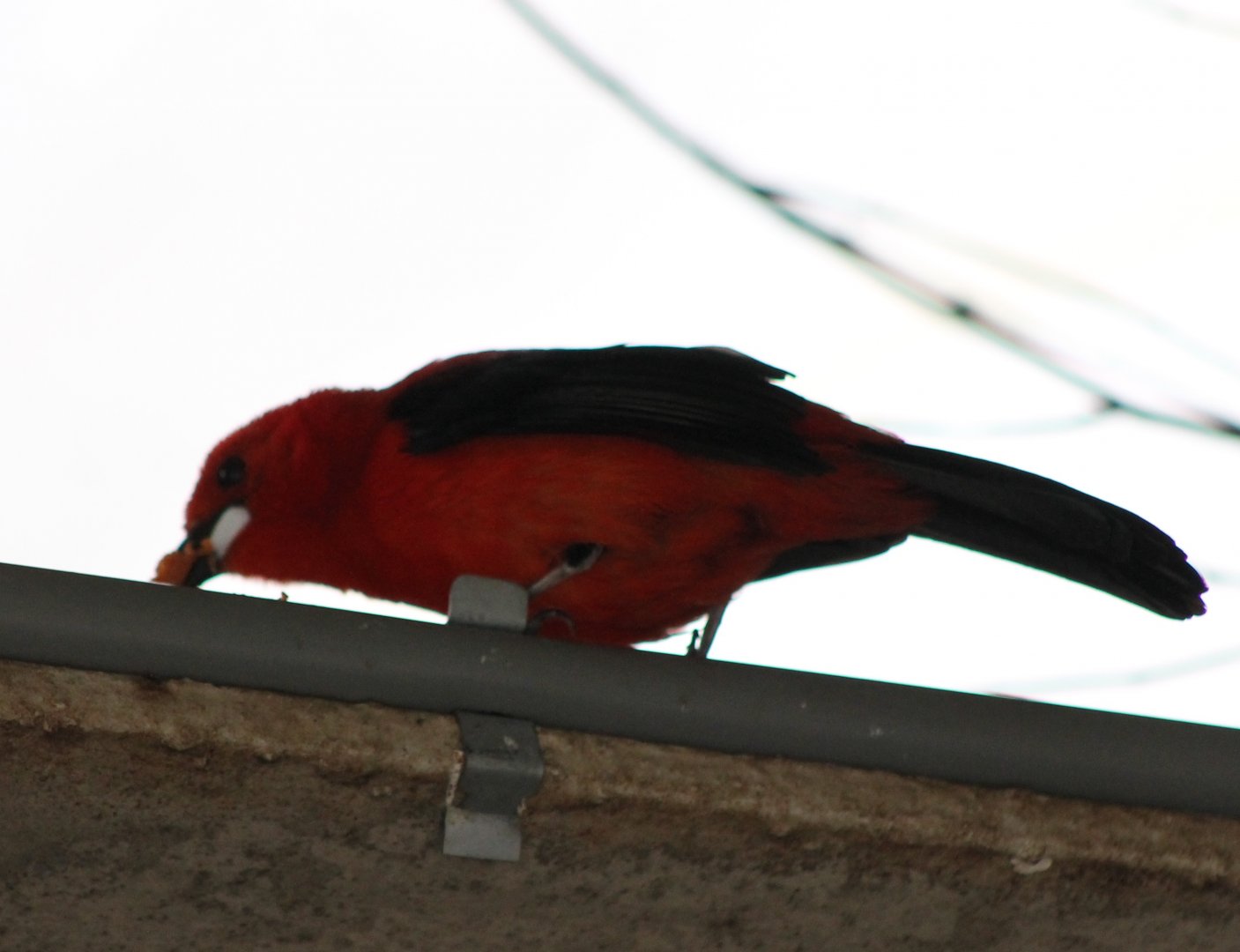 Brazilian tanager