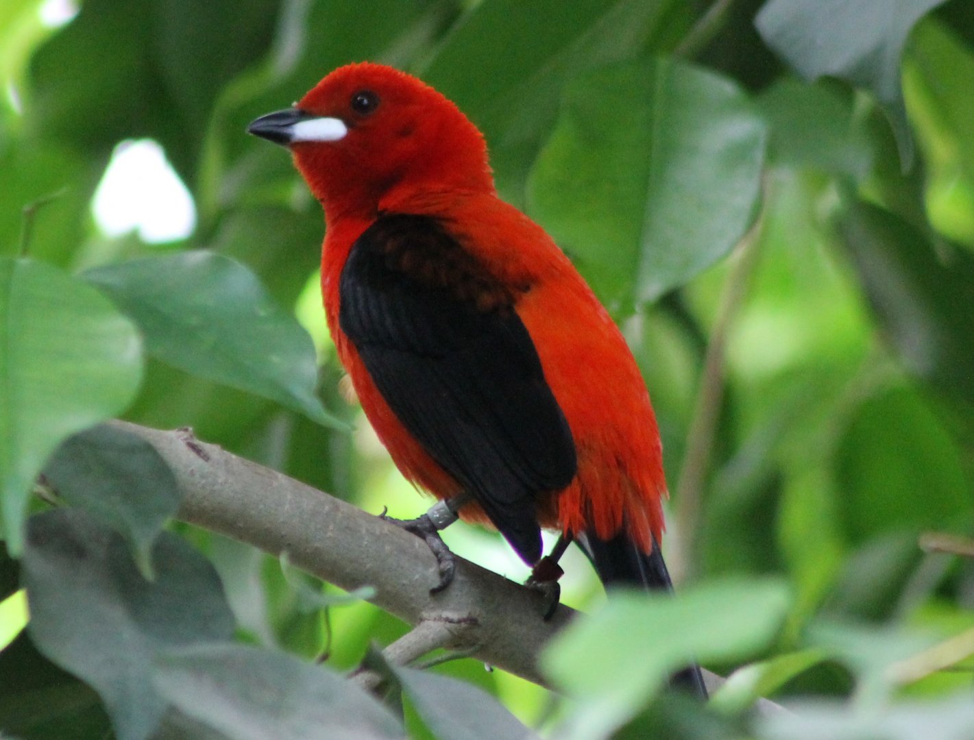 Brazilian tanager