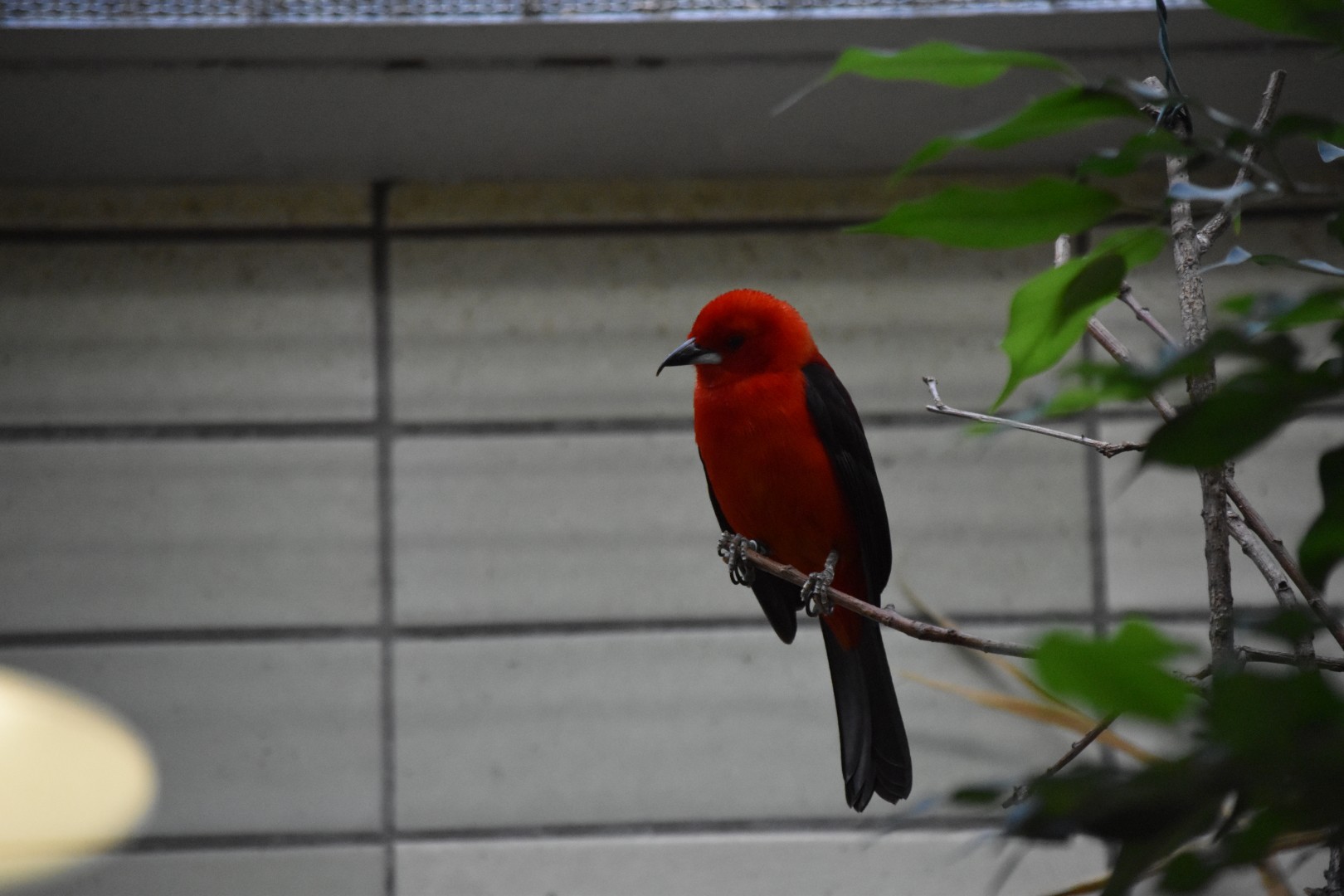 Brazilian tanager