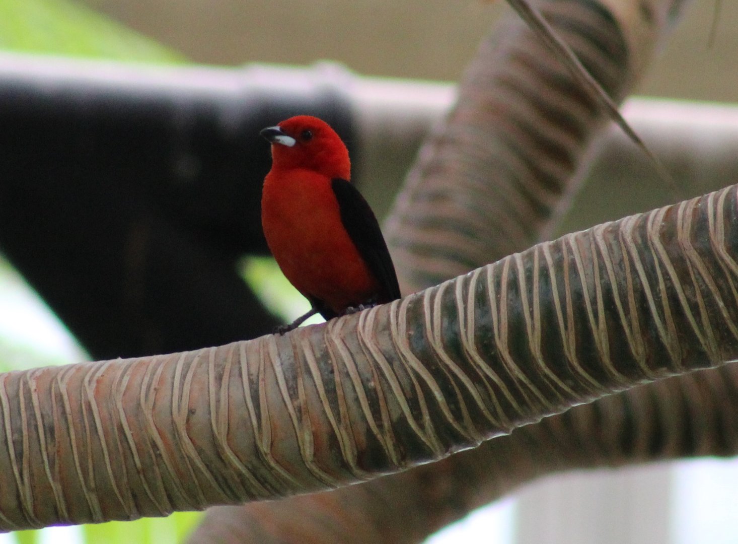 Brazilian tanager