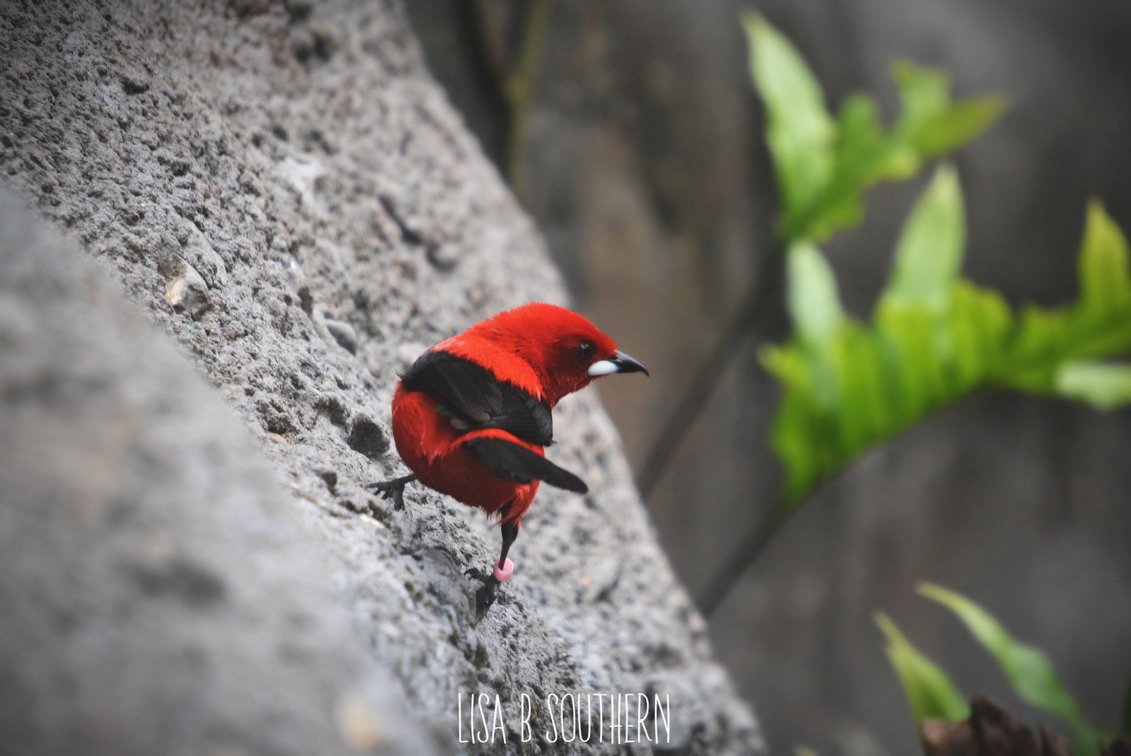 Brazilian Tanager