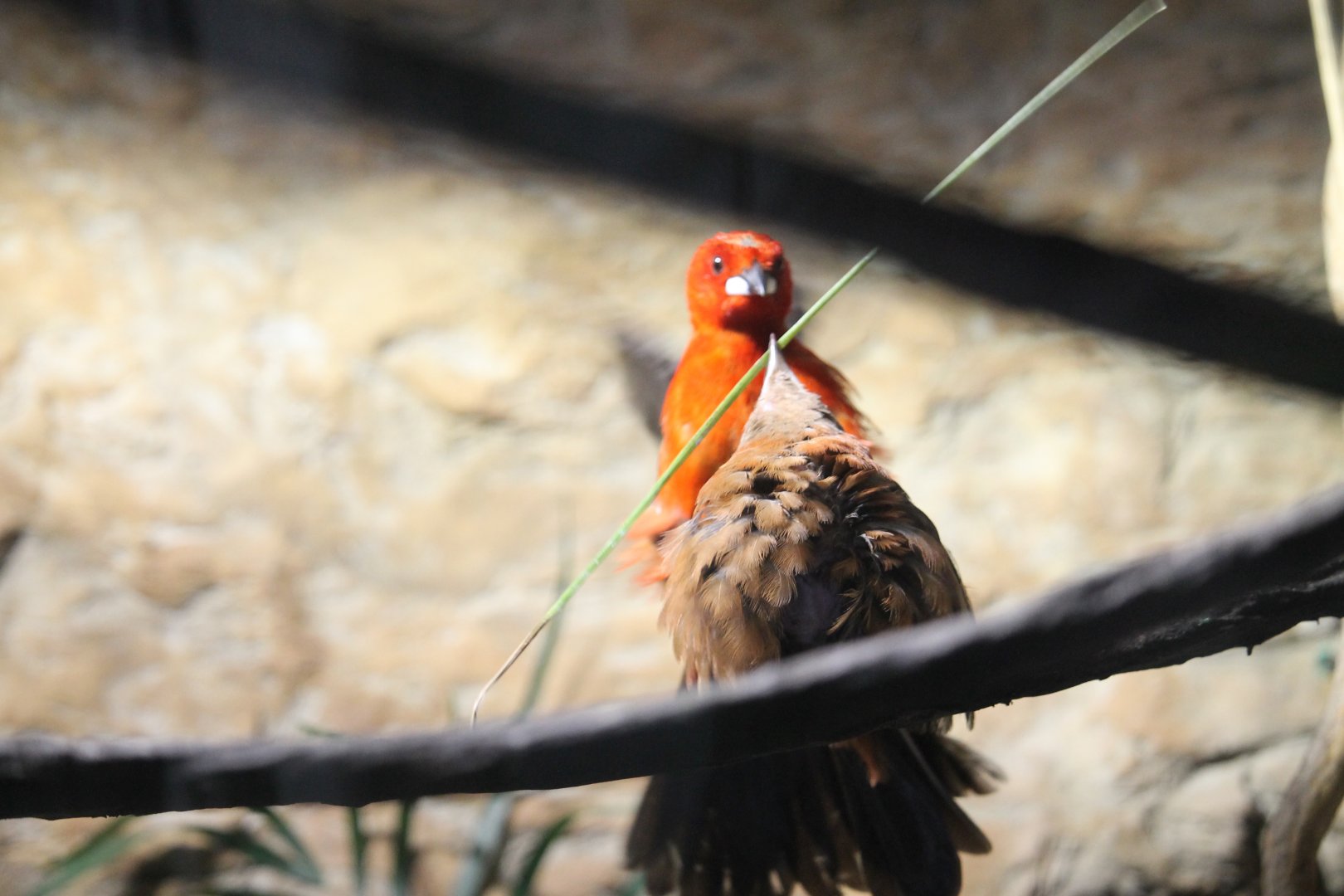 Brazilian tanagers (Ramphocelus bresilius)