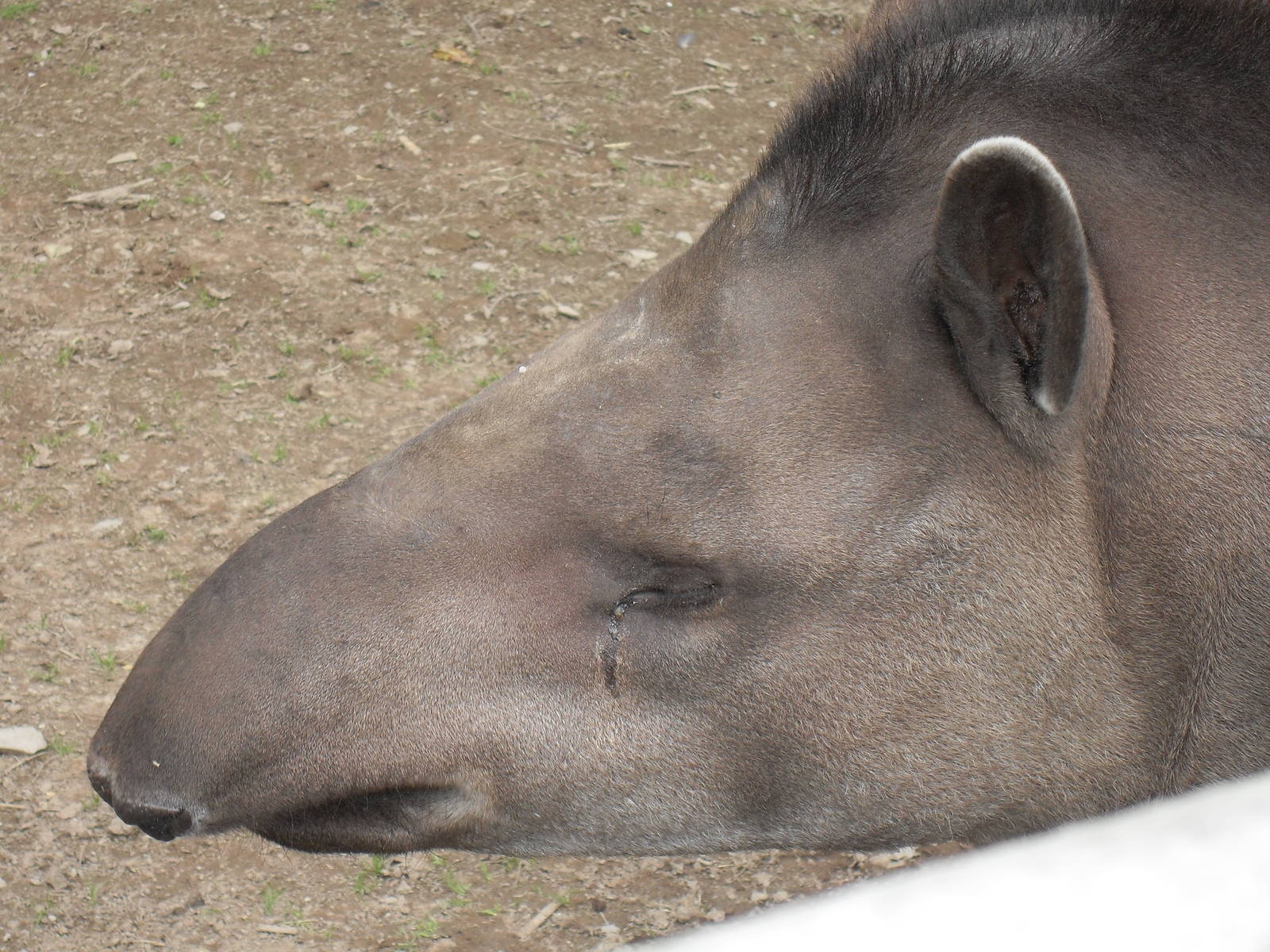 brazilian tapir 07/10