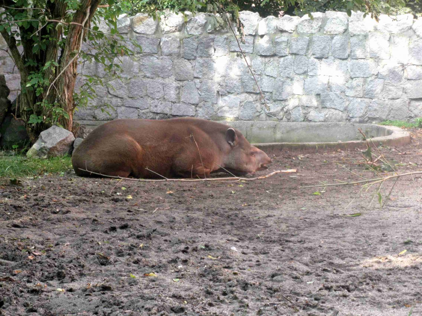 Brazilian Tapir - 08.2013