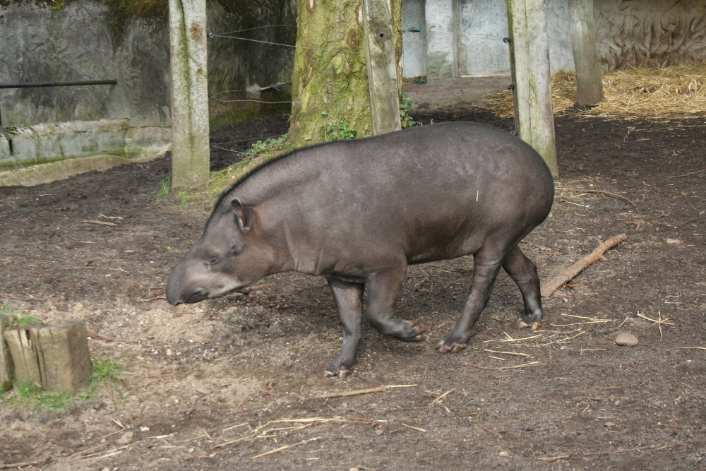brazilian tapir 1