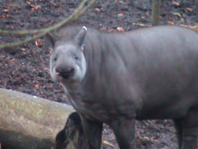 Brazilian tapir 121210