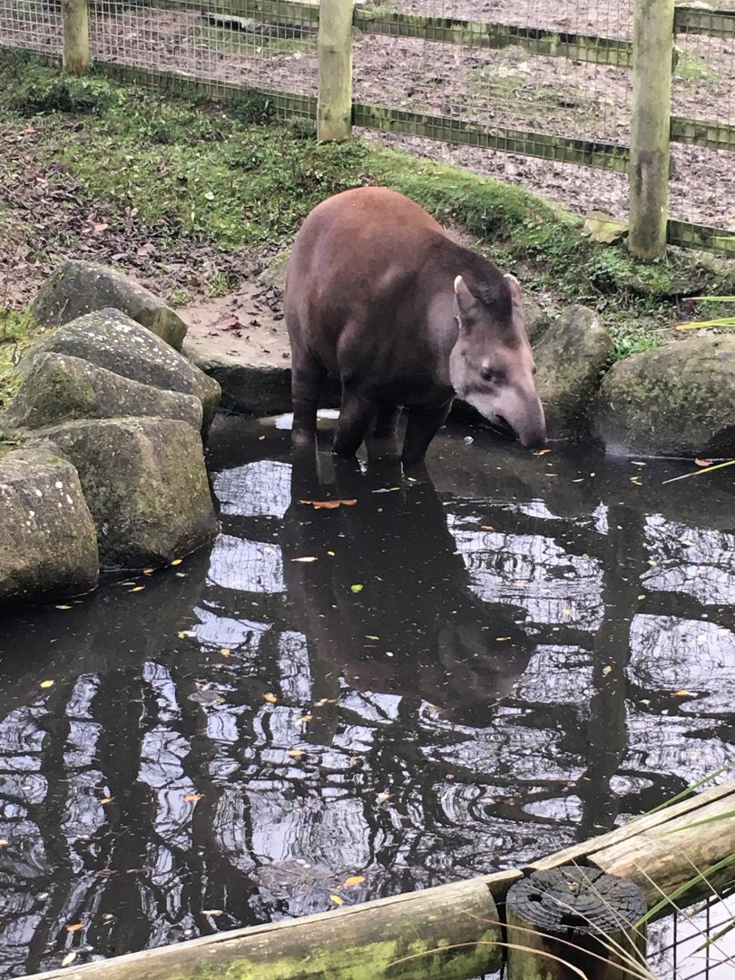 Brazilian tapir 121216