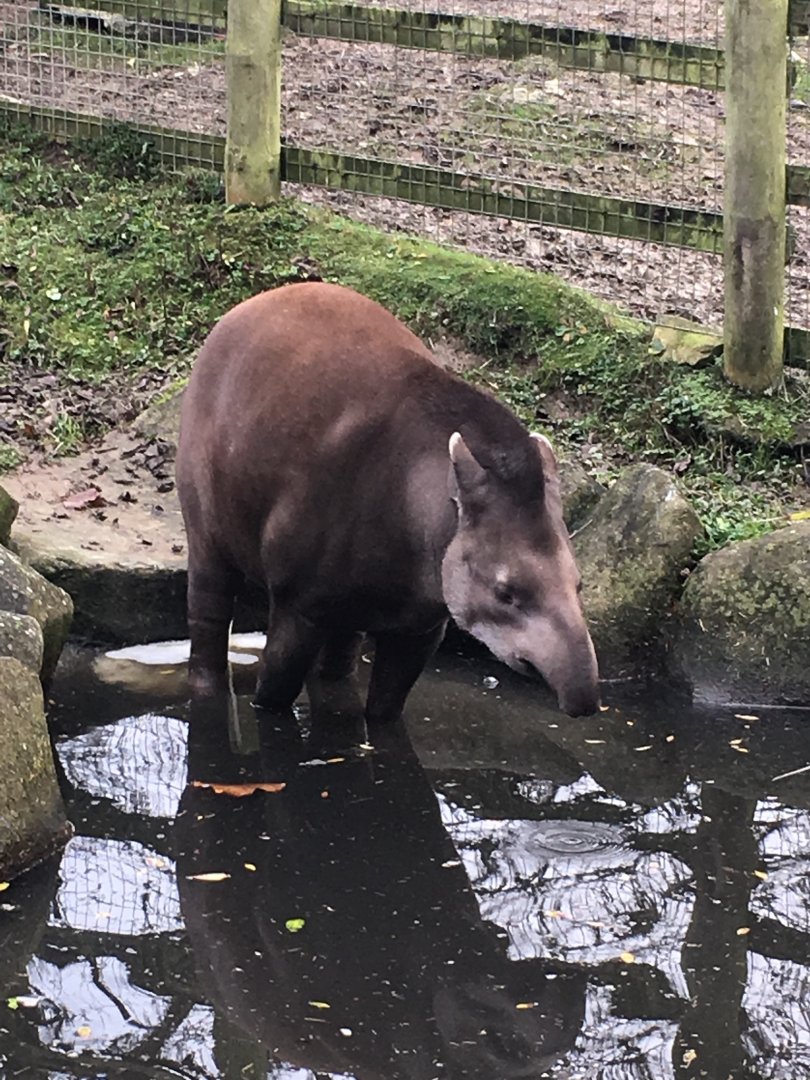 Brazilian tapir 121216