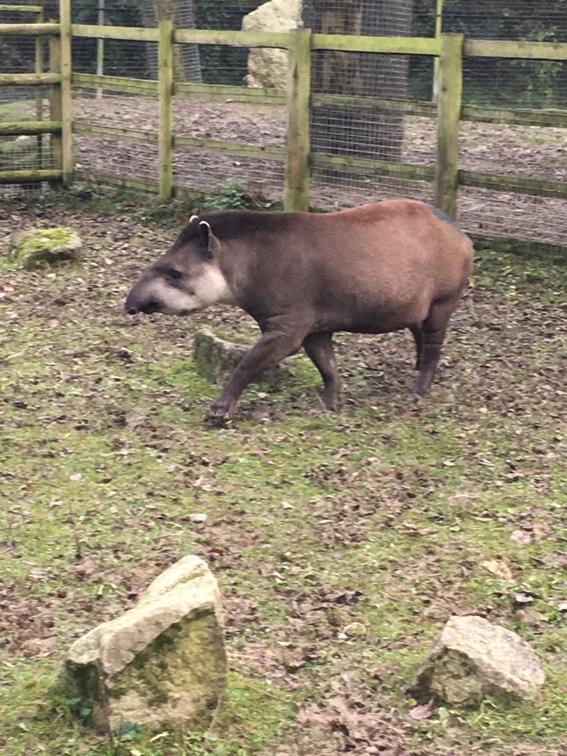 Brazilian tapir 121216