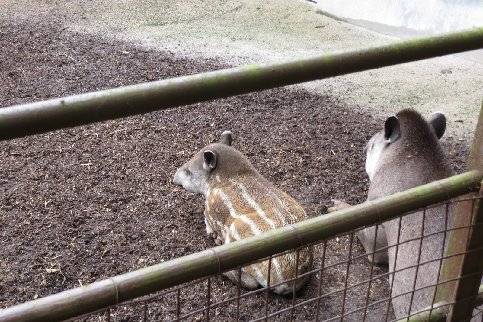 brazilian tapir 140813